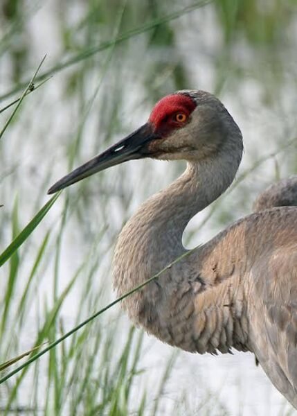 Sandhill Cranes