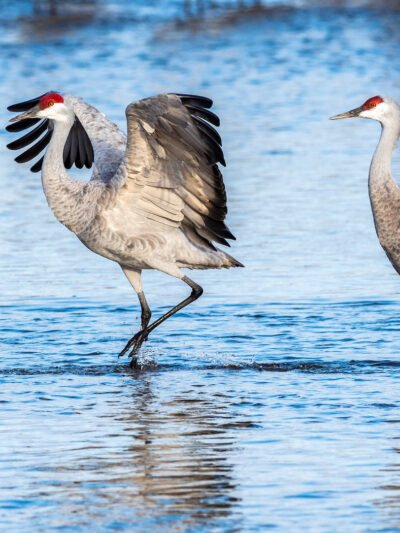 Local Wildlife & Nature